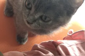 小嘟嘟的日常写照图片