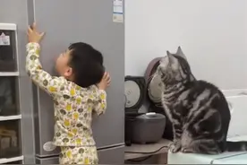 浙江一萌娃拿不到冰箱上的零食，指挥猫咪帮忙，没想到猫咪听懂了图片