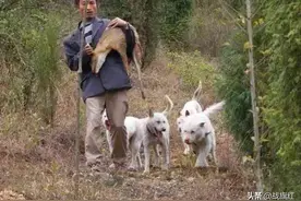老猎人用枪之道，不在乎准，在乎“五打五不打、三要三不要”图片