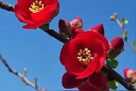 海棠的繁殖方法，景观盆栽与管理图片