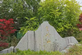 青岛：崂山区金岭山前的长征公园里，高大的中国郁金香树正在绽放图片