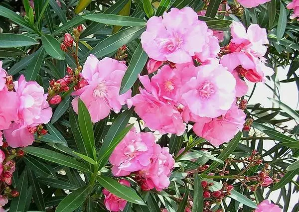 50种花卉配50首古诗，花有清香，诗有音韵，让人陶醉