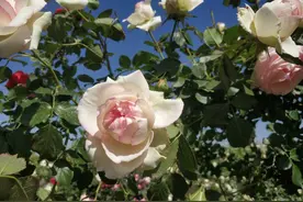 夏季热月季花容易干枯，为啥花农的月季花鲜艳水灵？答案在这里图片