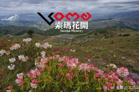 满山花儿在等待 十万亩索玛花开金阳百草坡图片