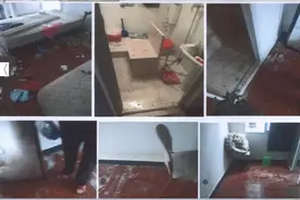 杭州95后姑娘带2条贵宾犬租房！3个月后，房内传来一股恶臭图片