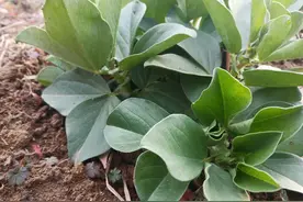 霜降种蚕豆，老农分享五种蚕豆种子催芽法，可让蚕豆出苗全而壮图片