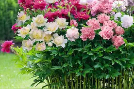 芍药再娇艳，也是牡丹的“丫鬟”，双双对对，花开才鲜艳图片