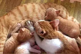 女子看母猫喂奶，却发现哪里不对，看清后顿时笑得直不起腰图片