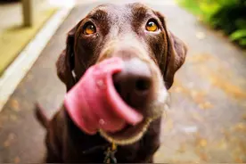 养狗，除了喂狗粮，这8种“蔬果”不能忘记喂图片