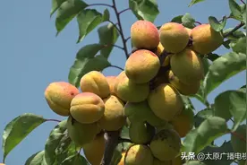 “杏”好有你！采摘节红杏飘香，太原要子庄村赏田园风光图片