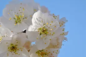 早春时节樱桃花开 漫山白如雪图片