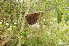 新收蜂群一跑再跑，换箱换位都不行，问题出在哪？答案只有一个图片
