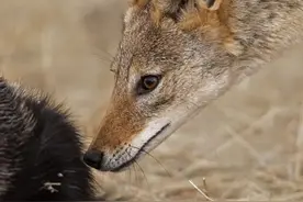 “蹭饭大王”胡狼，靠什么本事可以从狮子和鬣狗口中蹭饭吃？图片