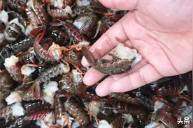 超市卖的龙虾尾，为啥比整只小龙虾还便宜？网友：难道也有猫腻！图片