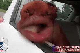 搞笑GIF图：噗！狗狗扇自己耳刮子，还如此享受图片