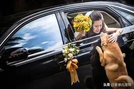 10岁爱犬陪妈妈一起出嫁，准爸爸的暖心举动，感动无数网友图片