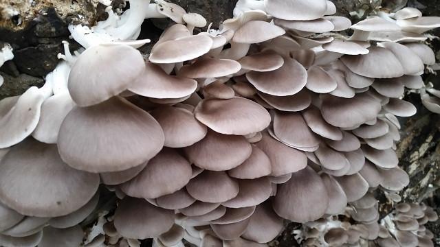 三十一种常见的菌类蘑菇图片