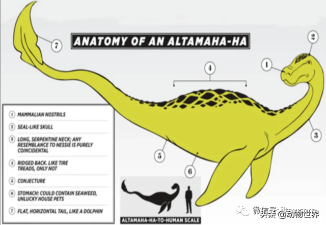 不可思议的神秘动物（四）