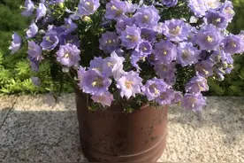 阳台养一种花，三季有花看，花多易爆盆，文艺范十足，养护也容易图片