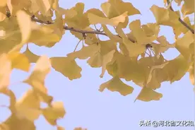 百里石家庄滹沱河生态区，两岸秋意斑斓！图片