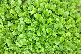 春天这菜包饺子真好吃，才2块钱一斤，鲜美多汁比肉馅饺子都好吃图片