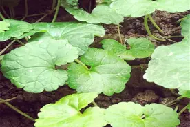 青天葵规范化种植技术，能大批量的种植，解决其危机图片