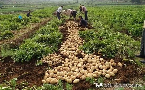 土豆到底能不能当饭吃？袁隆平生前是这么说的