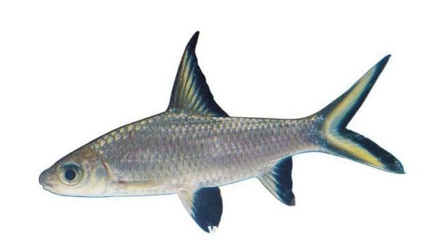 几种比孔雀鱼还容易饲养的,中小型鲤科热带鱼!