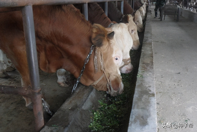 夏季高产“青饲料之王”墨西哥玉米草，亩产30~40吨，能养3头奶牛