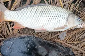 大战升钟湖（小爆炸机竿）图片
