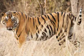 为什么狮子可以群居，而老虎却只能独居？图片