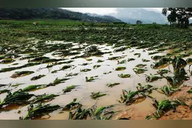 暴雨让河南农业受损严重，112.5万亩作物受灾，养猪受影响，咋办图片