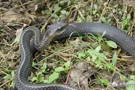 重庆铁山坪（玉峰山）避暑玩耍，当心蛇出没！山上都有哪些毒蛇？图片