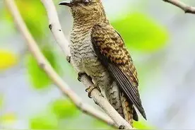 【散文】   杜鹃鸟图片