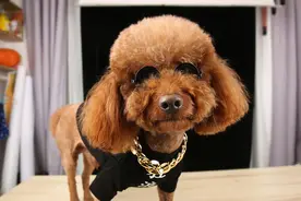 泰迪成为“讨厌狗”的6大原因，难怪养的人少图片