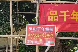 灵山网红千年古荔888元一斤，当地人士：普通荔枝市价七八元图片