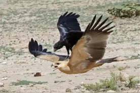 撵兔追鹰，捕雀捉鼠，吞蛙抓鸡，喜鹊的性情突然大变？图片