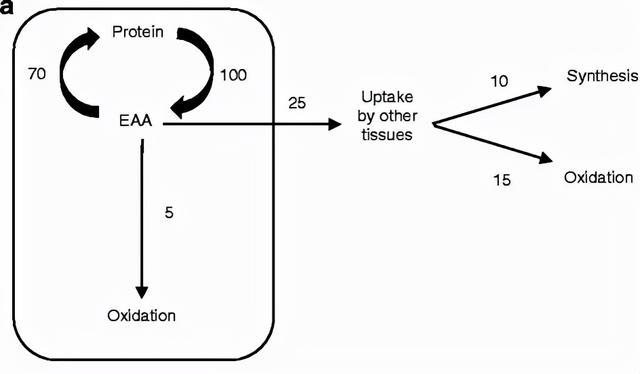 “真合成代谢”——比蛋白质更高级的学问