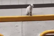 路人摸了下流浪猫，然后被猫咪带进超市！它指着货架：要这个！图片