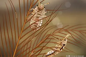 恐龙羽毛都敢吃？这种虫子厉害啦图片