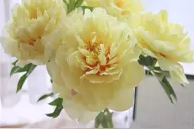美美哒，芭茨拉芍药，带来每天好心情图片