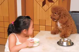 贵宾犬一天喂多少狗粮？附狗粮喂食标准图片