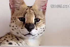 薮猫、长臂猿，甚至美洲狮……居然有人敢卖，居然有人敢当宠物养，真是胆大妄为图片