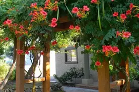 凌霄花养成“花拱门”，叶子油绿绿，花瓣像喇叭，喇叭花很漂亮图片