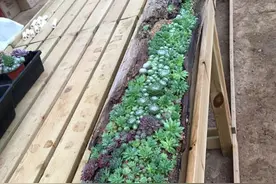 烂木头充分利用，资深花友打造出迷你多肉花园，以后烂木头别丢了图片