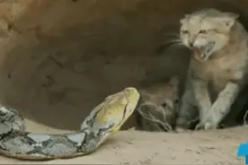 蟒蛇跟踪两只小猫到了猫窝边，小猫以为窝里安全，却没想被堵死了图片