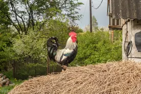 农村俗语“不怕蛤蟆进家门，就怕三树立门头”，啥意思？哪三树呢图片