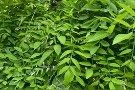 昨下班，我两手空空去公婆家图片