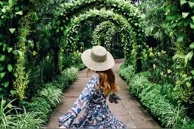 梦幻般的花果藤架，让农场美得冒泡图片