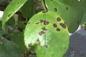 梨黑斑病怎么防治？图片